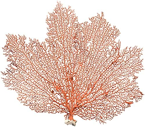 Natural dried red sea fan coral showing intricate branching silhouettes and copper hues