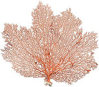 Natural dried red sea fan coral showing intricate branching silhouettes and copper hues