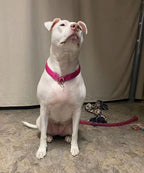 Side angle view of premium weather resistant pink nylon dog collar weave texture.