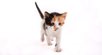 Imported Hartz cat milk replacer tub angle view