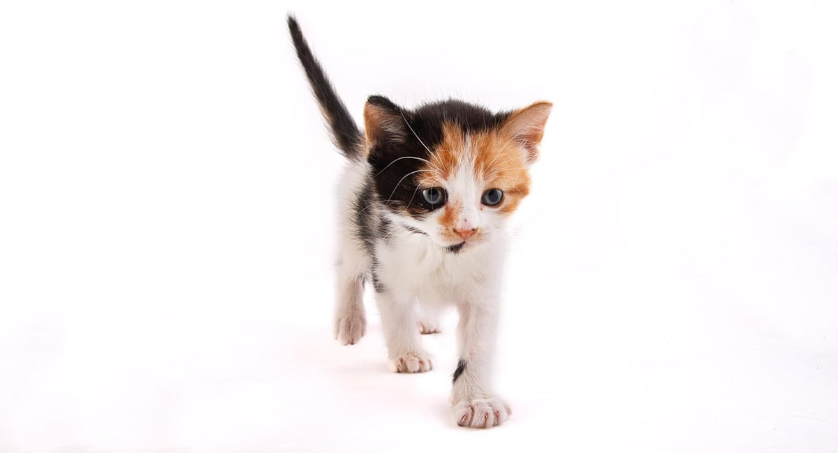 Imported Hartz cat milk replacer tub angle view