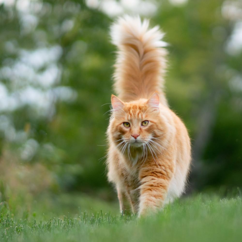 Side view of Epic Cat Scram packaging showing usage