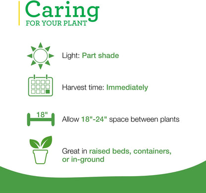 Aromatic catnip live herb plants used for fresh feline treats and dried sachets.