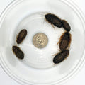 Dubia Roaches 100 Large Live Feeder Insects front view