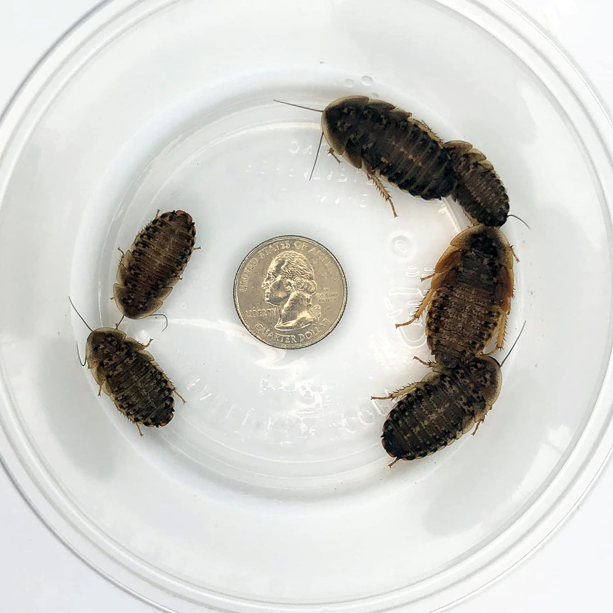 Dubia Roaches 100 Large Live Feeder Insects front view