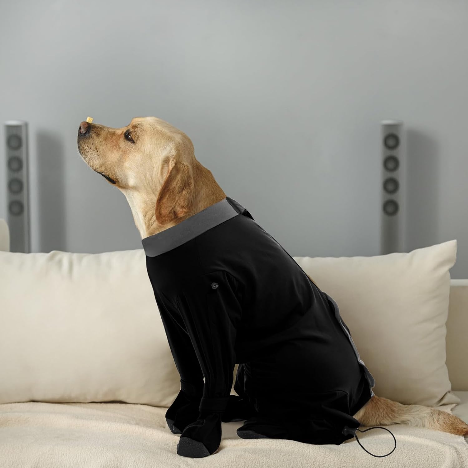 Rozkitch dog recovery sleeve protecting stitches on a standing dog