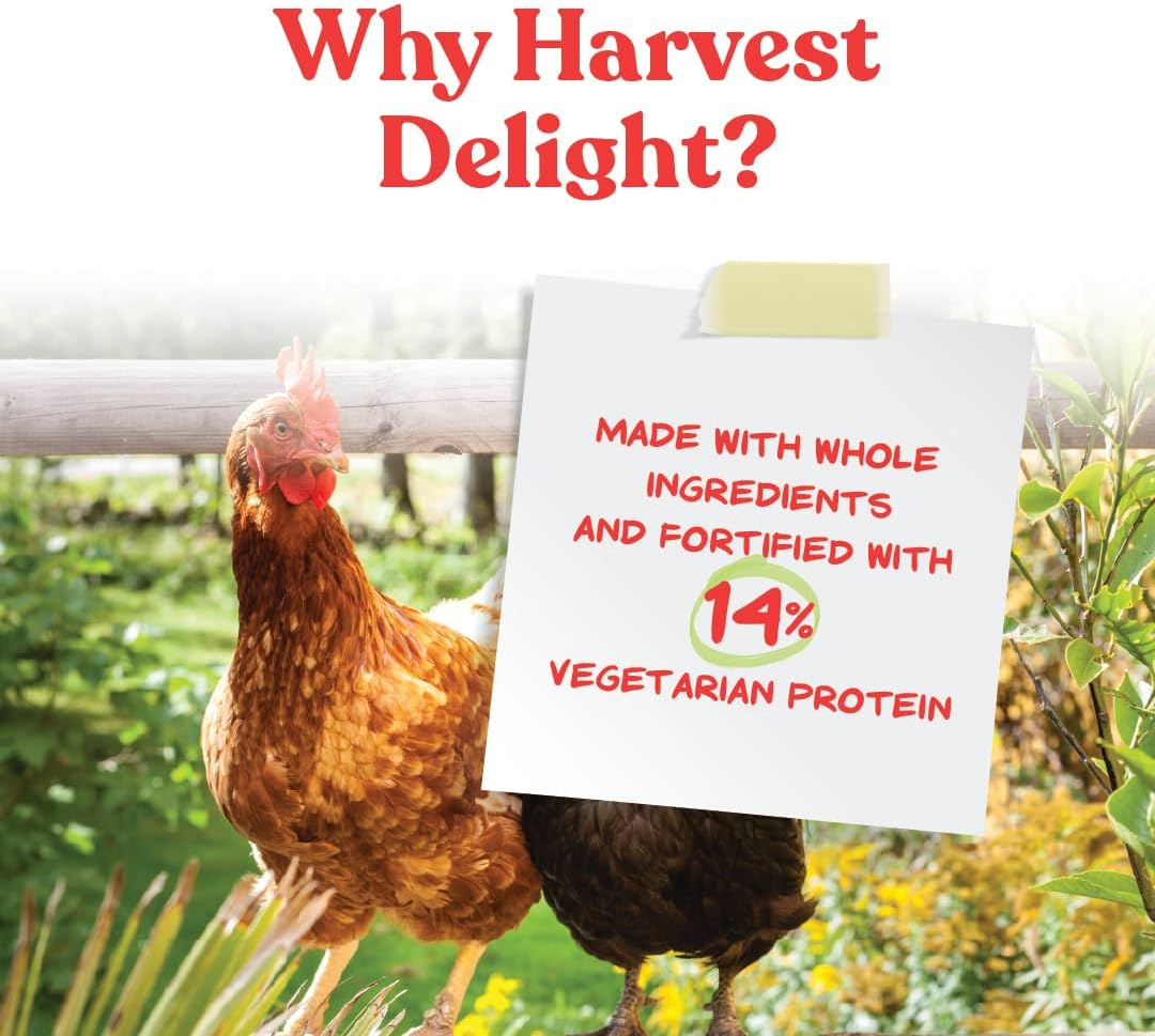 Backyard chickens eating Manna Pro Harvest Delight treat