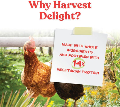 Backyard chickens eating Manna Pro Harvest Delight treat