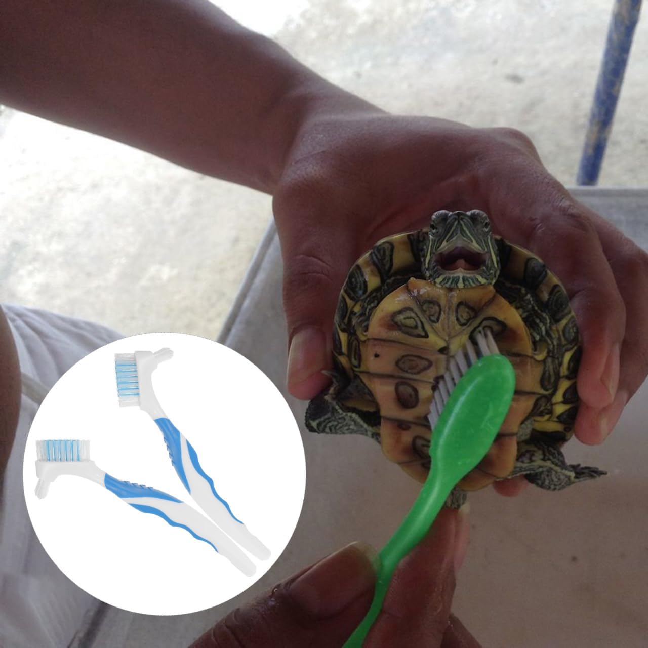 NOLITOY double sided premium plastic brush set designed for effective algae and dirt removal from shells.