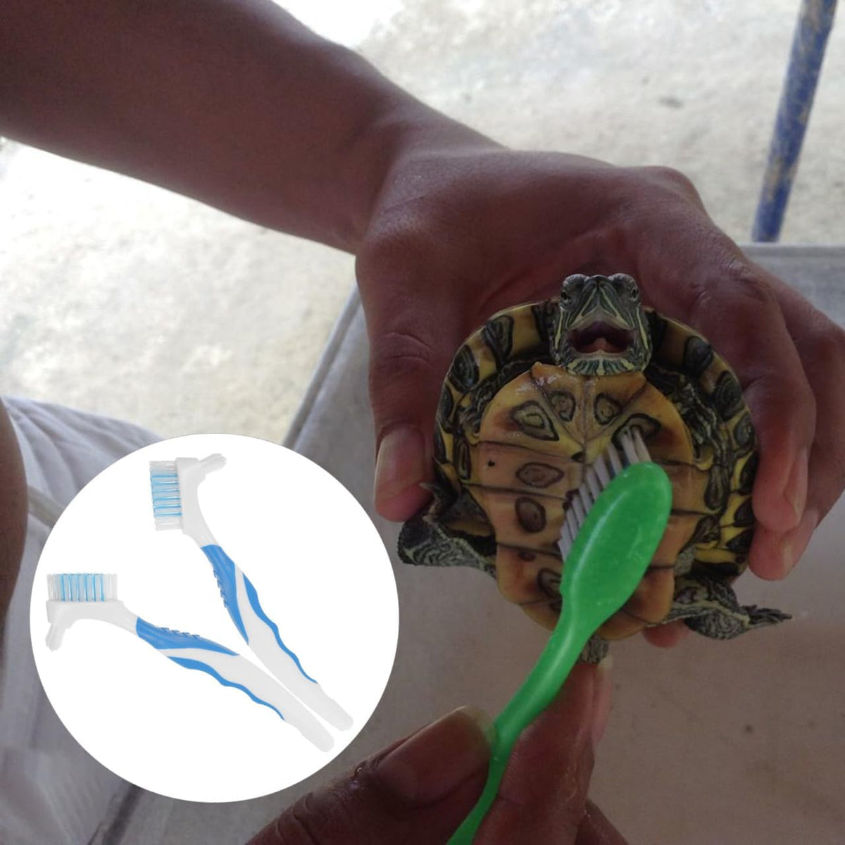 NOLITOY double sided premium plastic brush set designed for effective algae and dirt removal from shells.