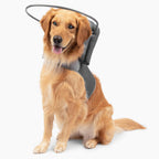 Muffin's Halo(R) - The Original Blind Dog Halo | Harness & Bumper Collar Accessory for Safe Navigation & Confidence - Blue, Size 5 - Image 14