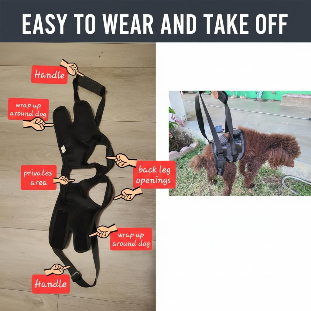 Bardimies dog lift harness being used to assist a dog on stairs