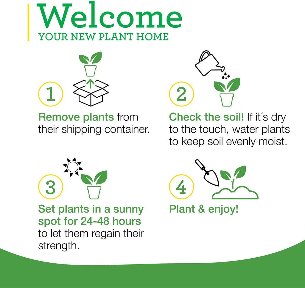 Bonnie Plants Catnip Live Herb Plants - 4 Pack, Pet Friendly, Grows Great In Containers, Fresh For Cats & Dries For Cat Sachets - Image 9