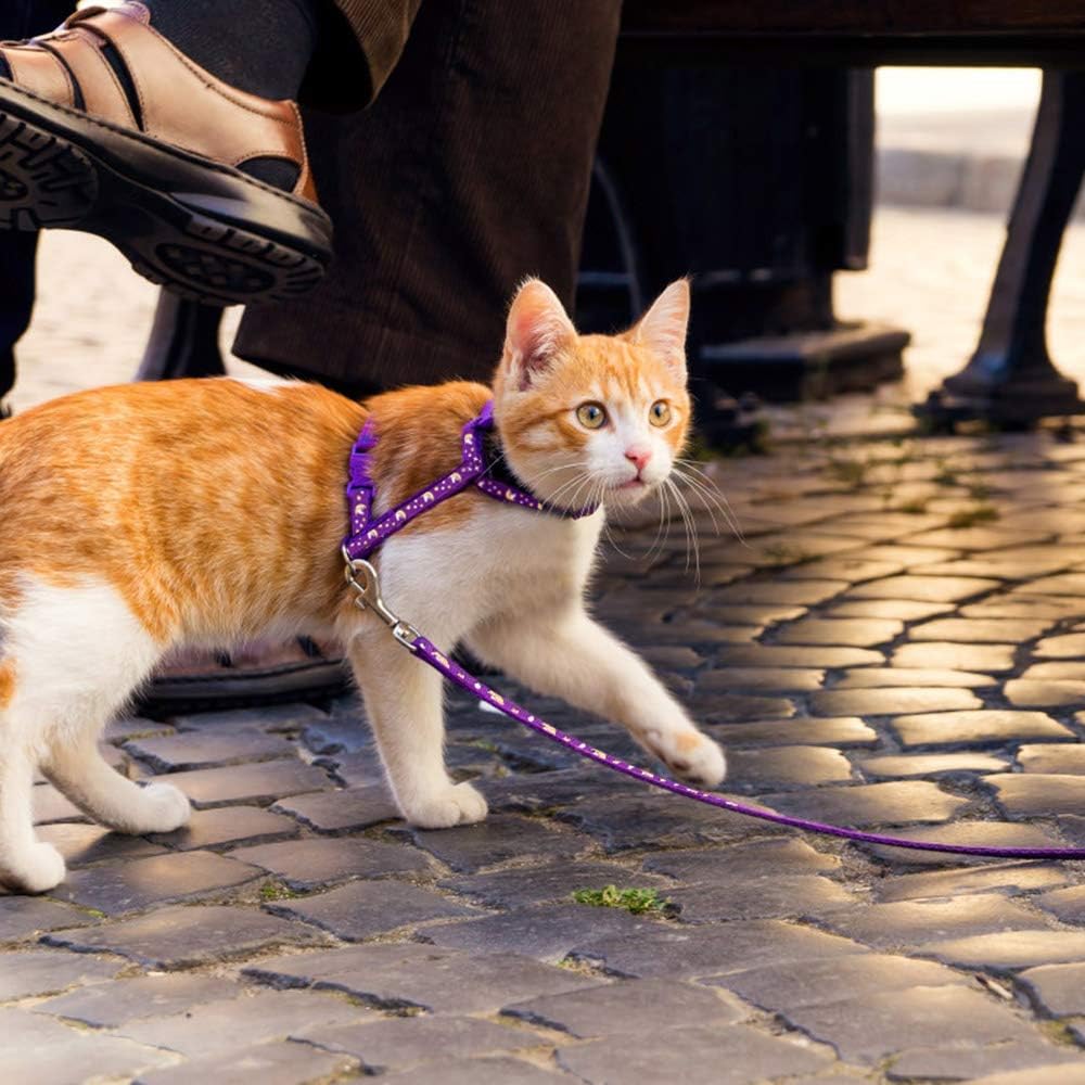 Purple kitten harness and leash set with double safety buckles detail