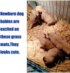 Hamiledyi multi-pack natural grass mats for hamsters
