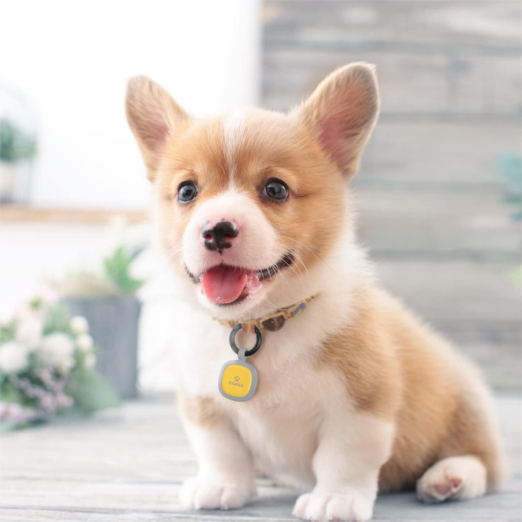 Pawaii customizable electronic pet tag on a dog running outdoors safely