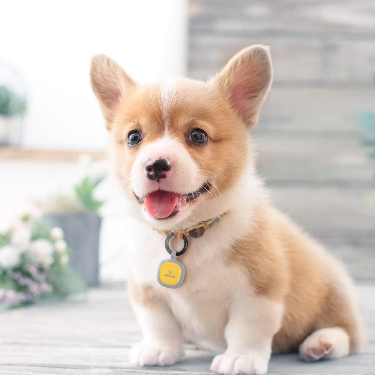 Pawaii customizable electronic pet tag on a dog running outdoors safely