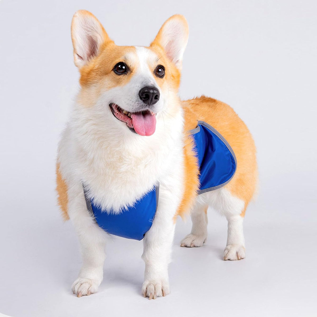 Male dog belly band demonstrating leak proof design