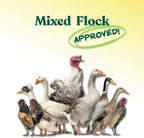 Mixed backyard flock of chickens and ducks eating