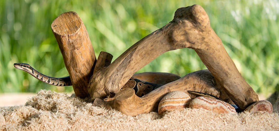 Galapagos Aspen Digs natural wood shavings texture close up