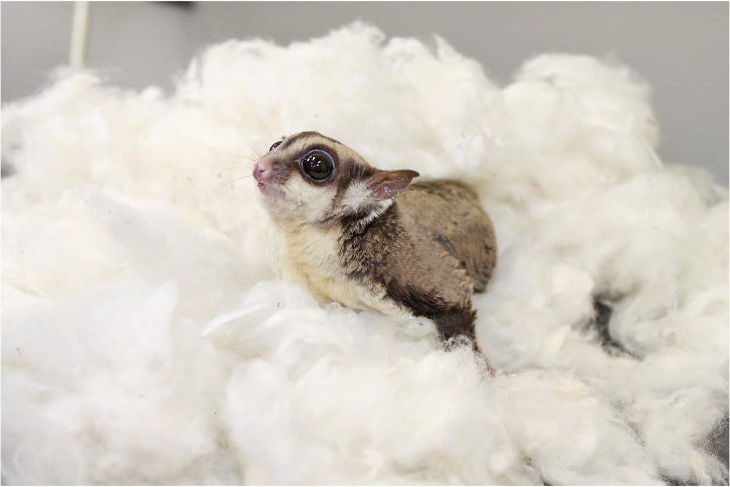 Natural Virginia-grown cotton fibers for hamster bedding
