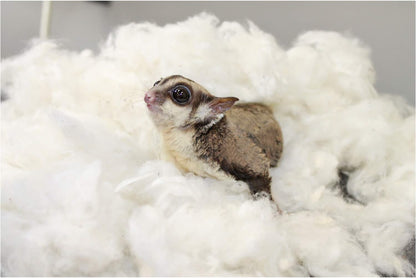 Natural Virginia-grown cotton fibers for hamster bedding