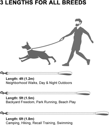 Taglory lightweight dog leash attached to harness rear angle view
