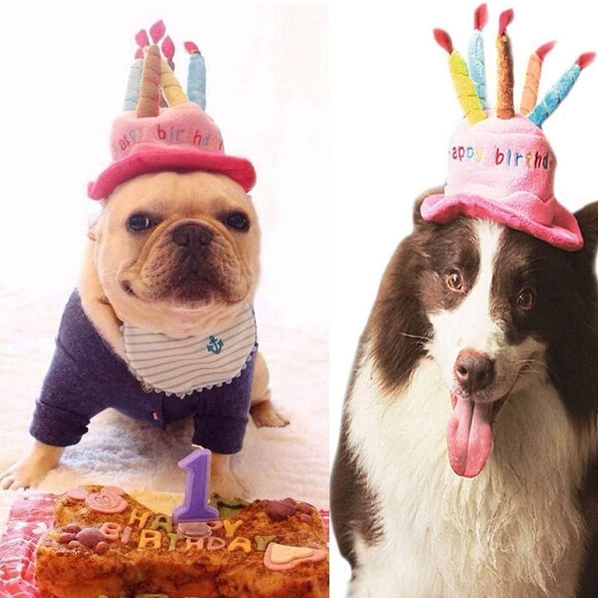 Small dog wearing blue birthday cake headwear for party