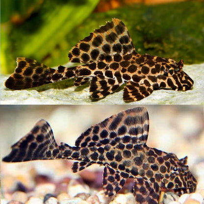 Leopard Sailfin Pleco four fish pack swimming near aquarium driftwood