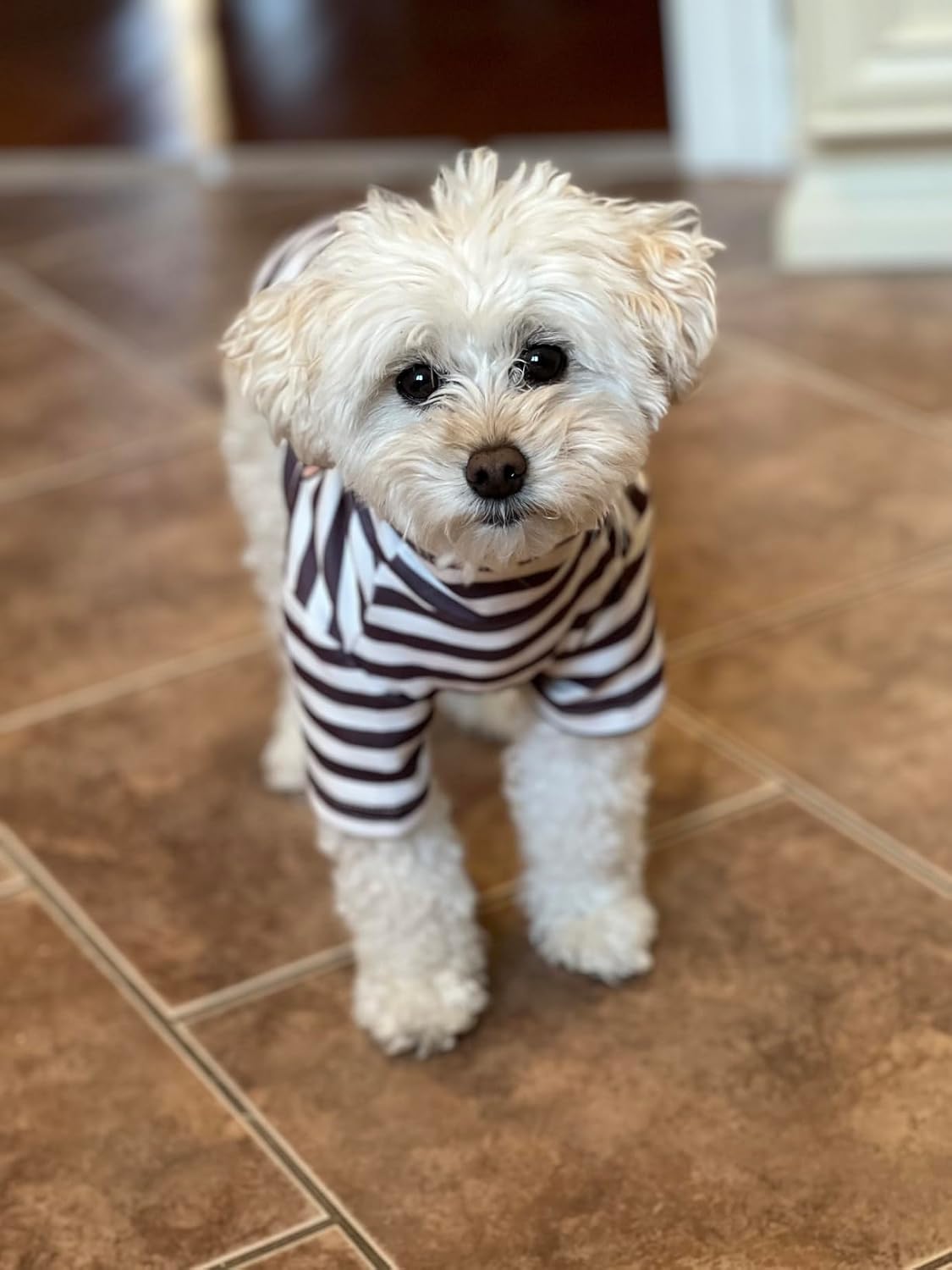 Comfortable winter dog sweater layout showing the premium stitching finish