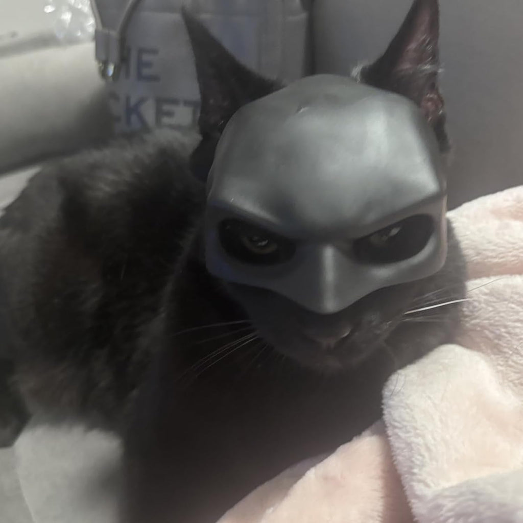 Cat wearing black bat mask for funny photoshoot