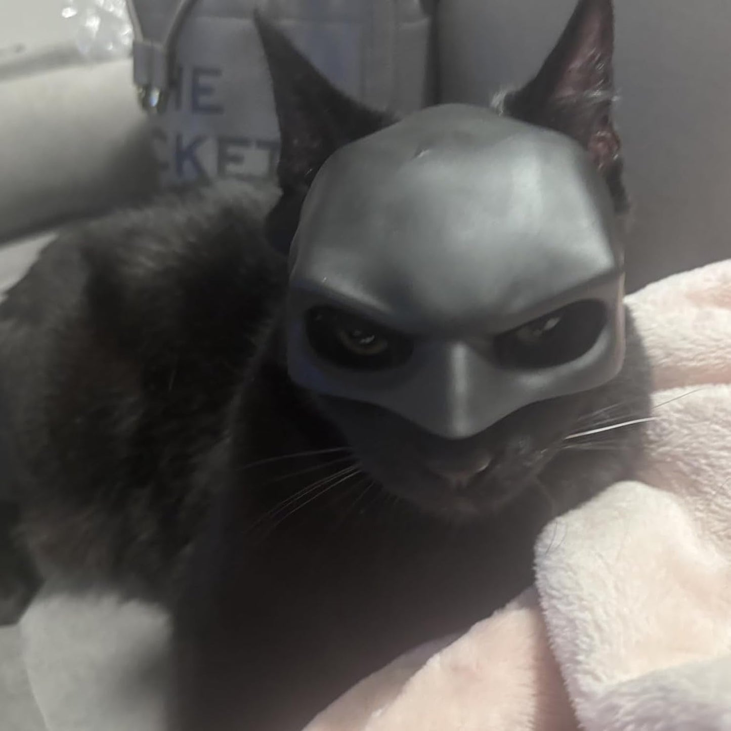 Cat wearing black bat mask for funny photoshoot