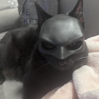 Cat wearing black bat mask for funny photoshoot