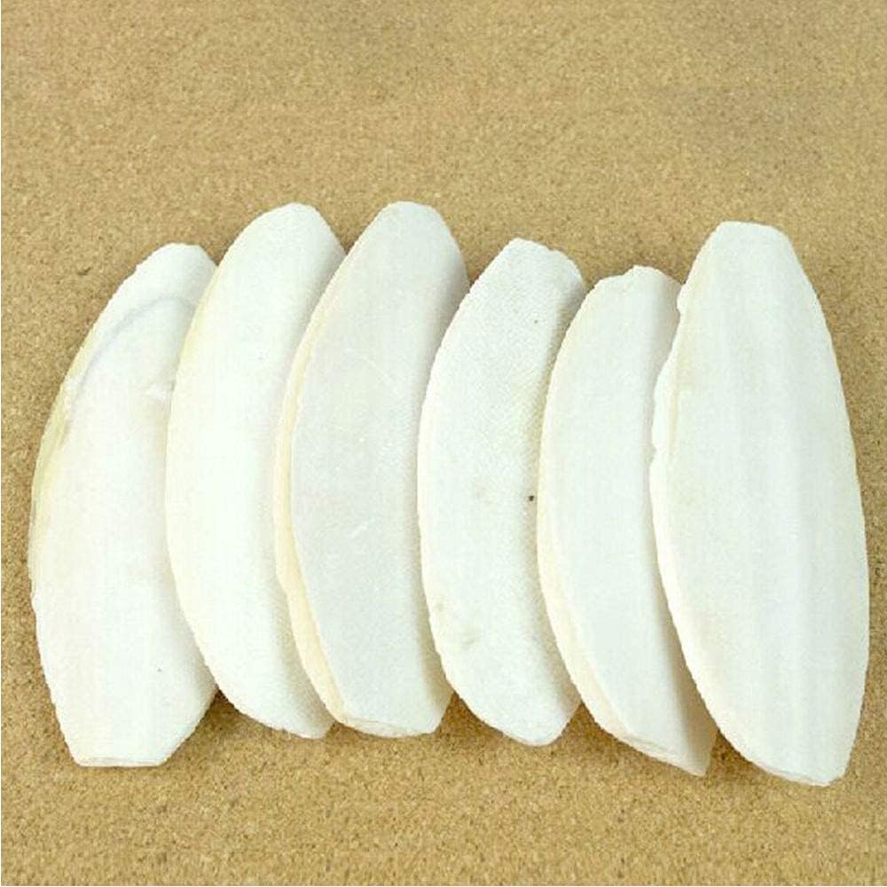 Authentic USA sourced cuttlebone pieces for small animal wellness