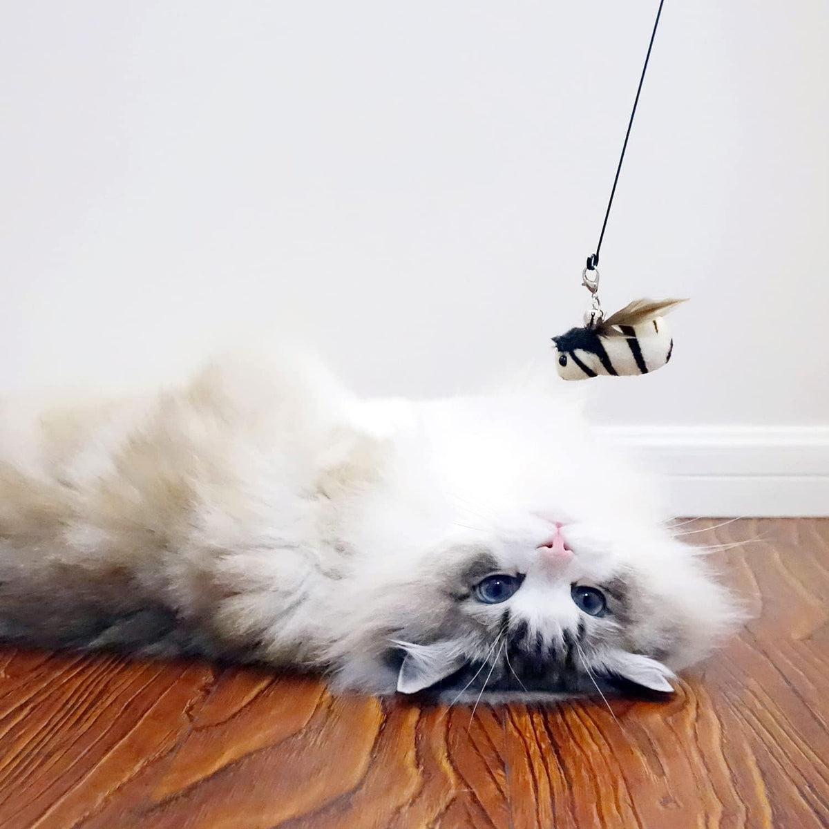 TTcat premium imported feather attachments for indoor kitten physical exercise and hunting practice.