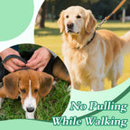 IIT brand no choke dog collar for correcting pulling behavior on walks
