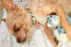 Square pet identification tag displayed on a pet collar
