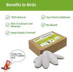 4.3"-4.7" Cuttlebone for Birds,Natural Cuttlefish Bone for Parakeets,12 Pcs - Image 3