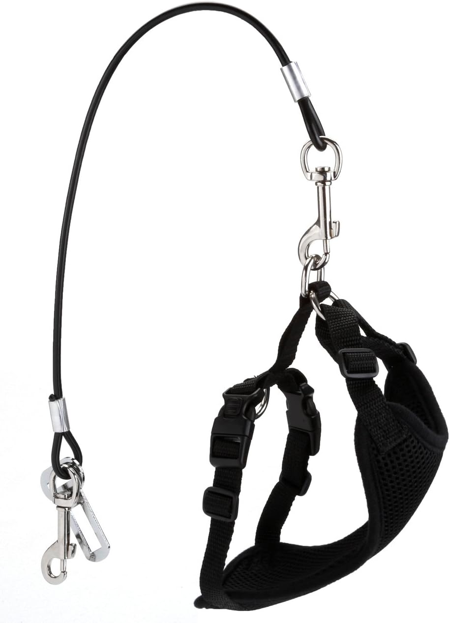 Small dog wearing harness connected to Mogoko safety tether