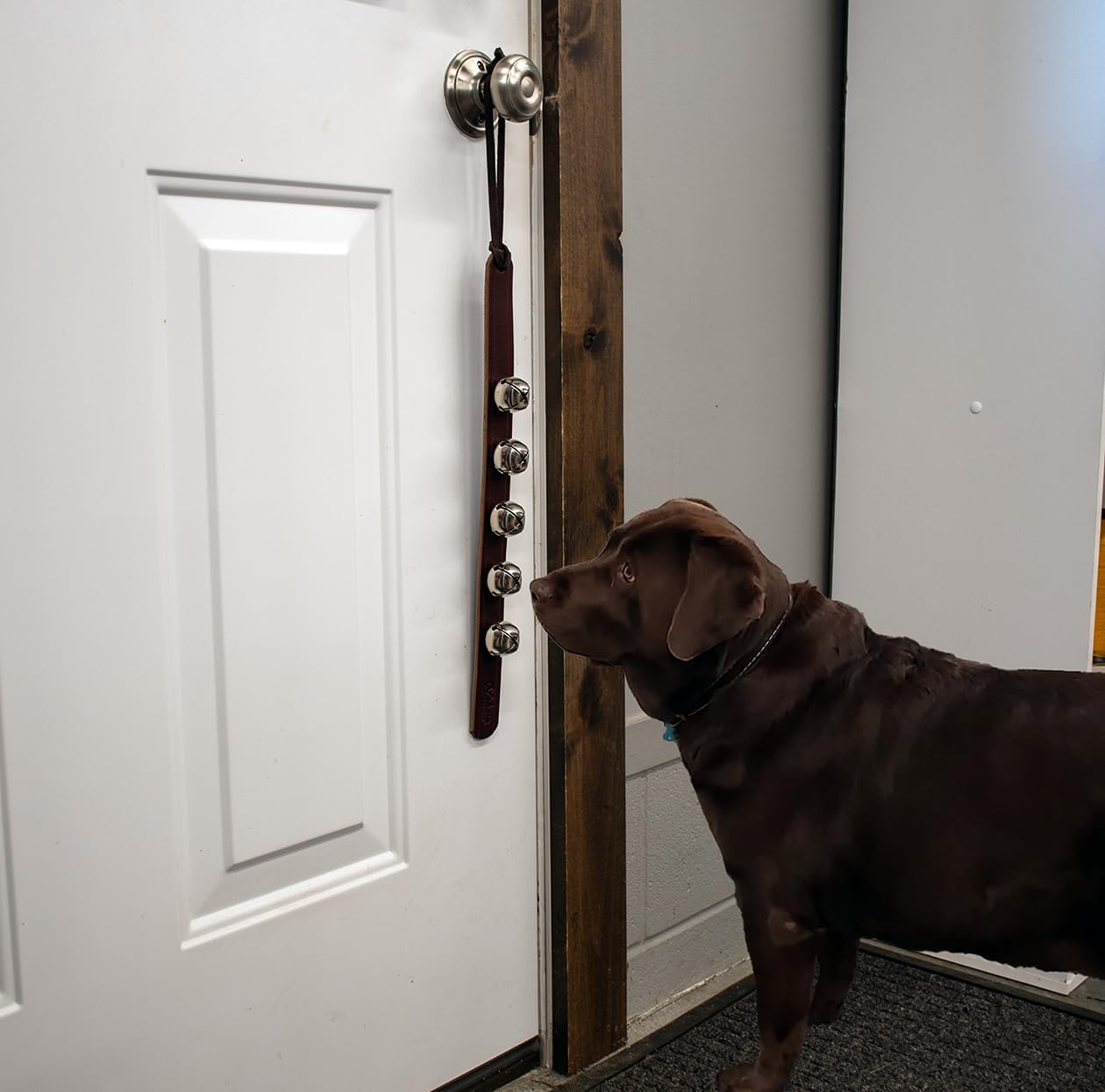 Dog potty training bells hanging on a door handle