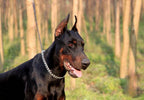 USA imported behavioral correction dog collar for professional training