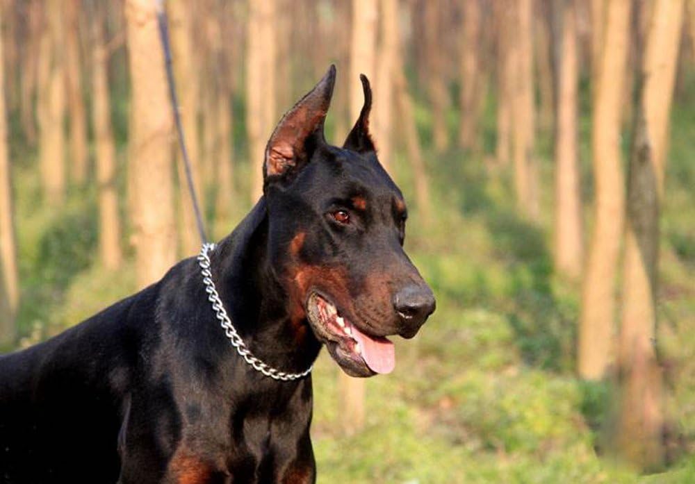 USA imported behavioral correction dog collar for professional training