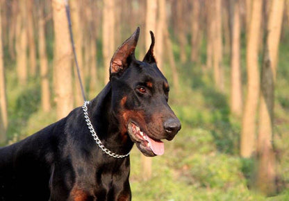 USA imported behavioral correction dog collar for professional training