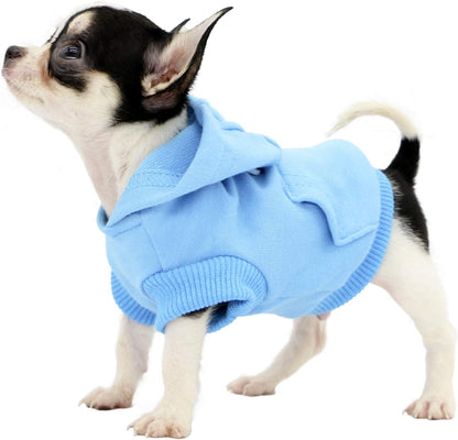 Small dog wearing Lophipets Cambridge Blue cotton sweatshirt