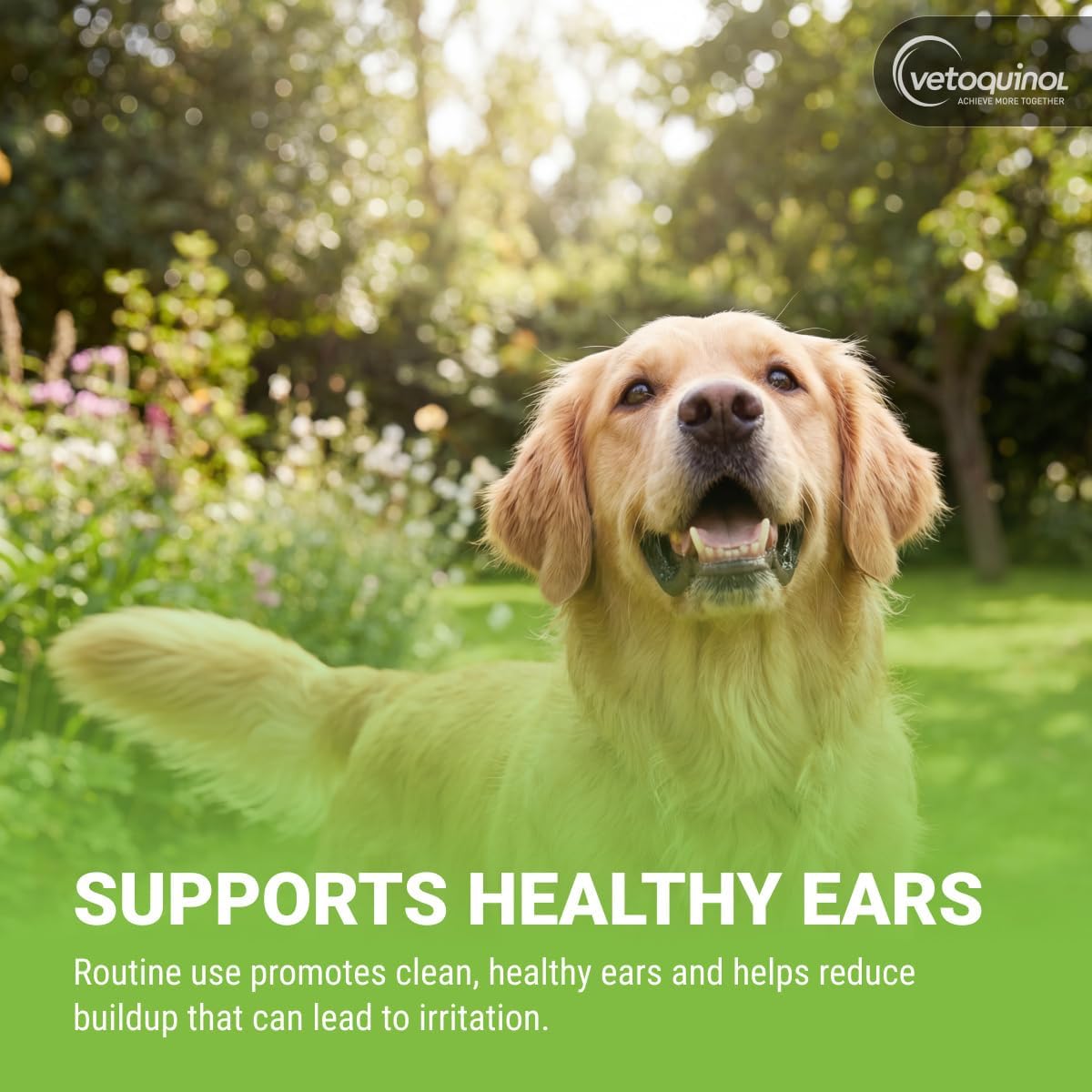 Dog ears routine cleaning with Vetoquinol solution