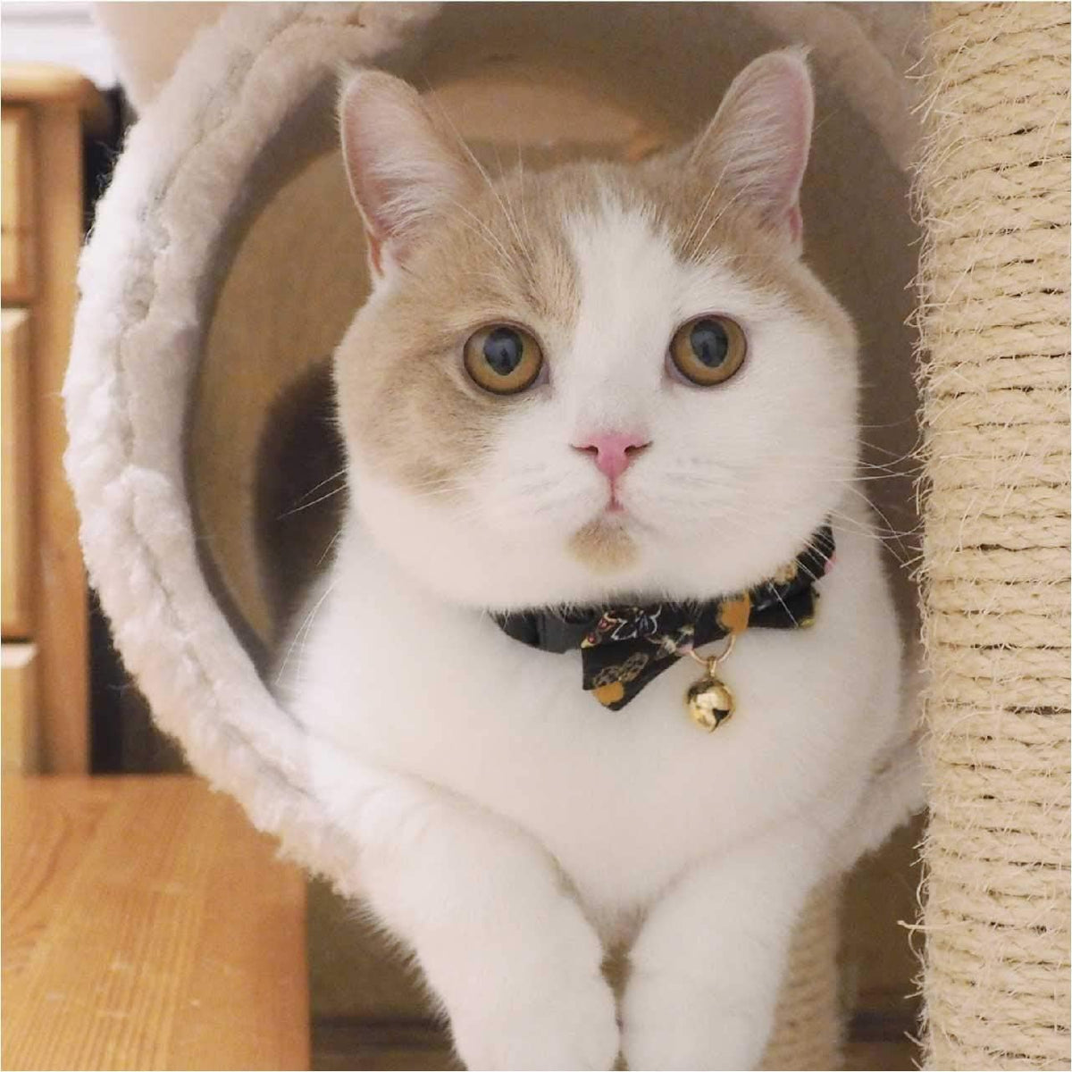 Side angle of the Necoichi Kimono cat collar highlighting its traditional design.