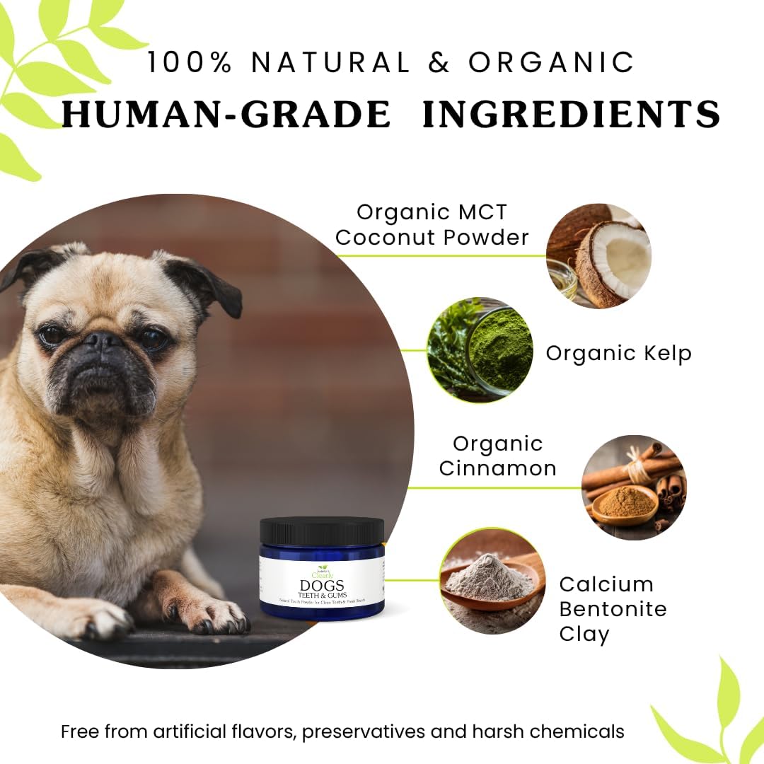 Using dog tooth cleaning powder with a soft bristle toothbrush