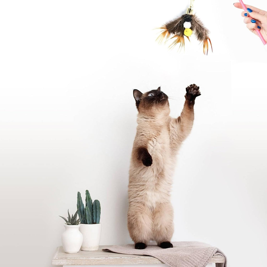 Assorted bug design cat wand refills displayed together on clean background