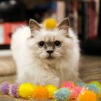 Brightly colored interactive chasing toys for domestic cats presented in a complete set.