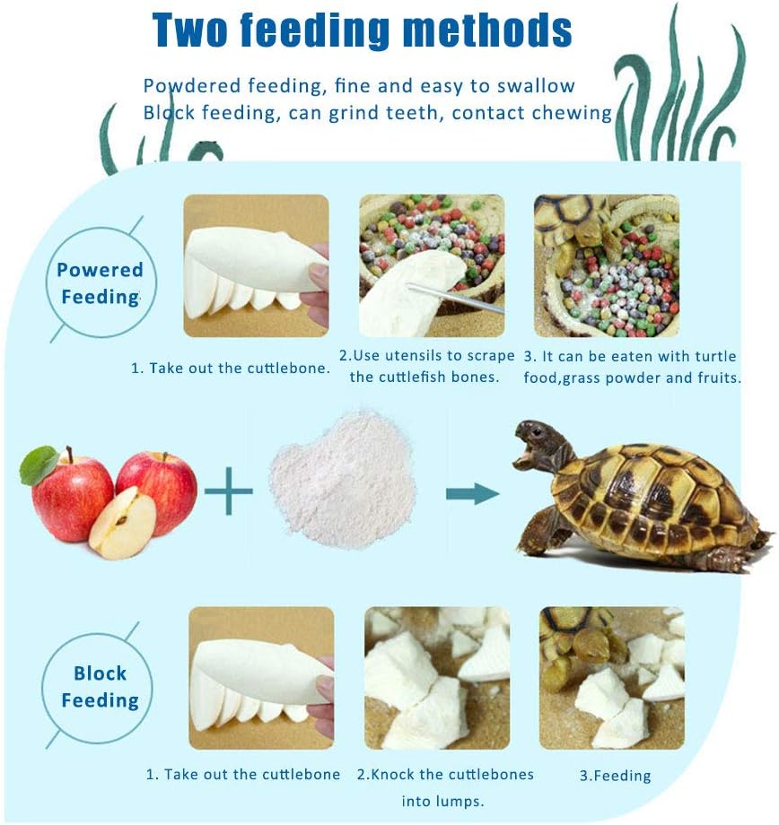 Mivofun cuttlebone positioned for tortoise and turtle enclosure use